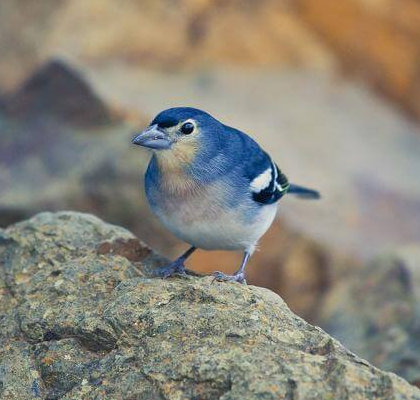 Vögel auf Fuerteventura – Buchfink (Fringilla coelebs)