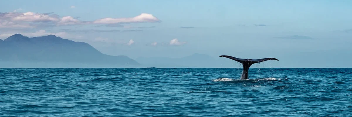 Whale watching Punta Cana