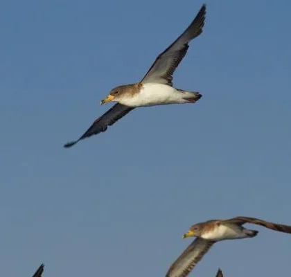aves gran canaria