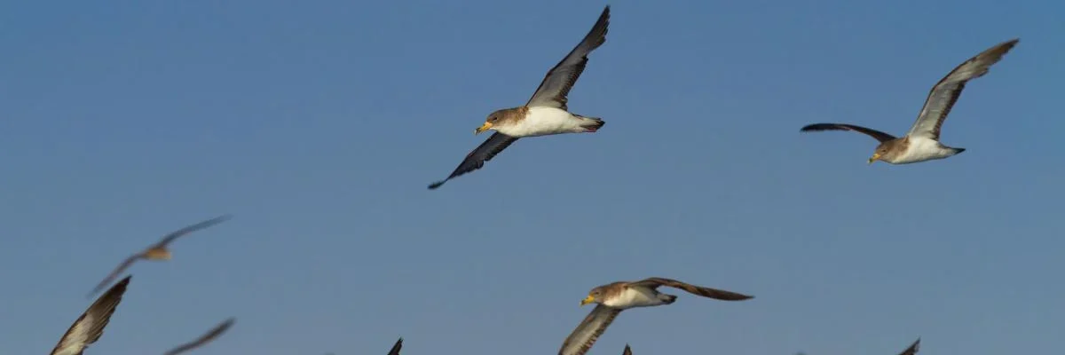 aves gran canaria