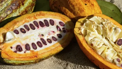 cacao dominicano