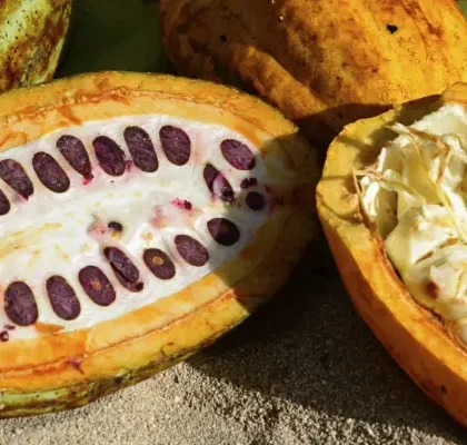 cacao dominicano
