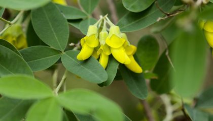 flora de canarias