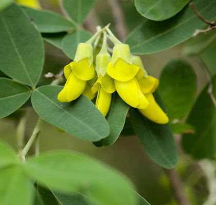 flora de canarias