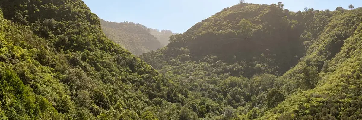 laurel forest in Gran Canaria