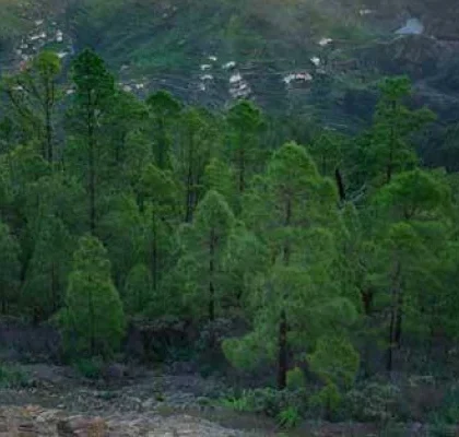 natural park of Tamadaba
