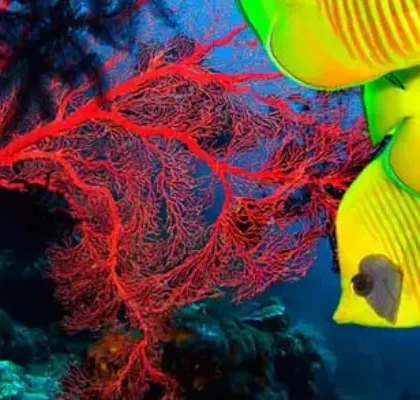 saona island snorkeling