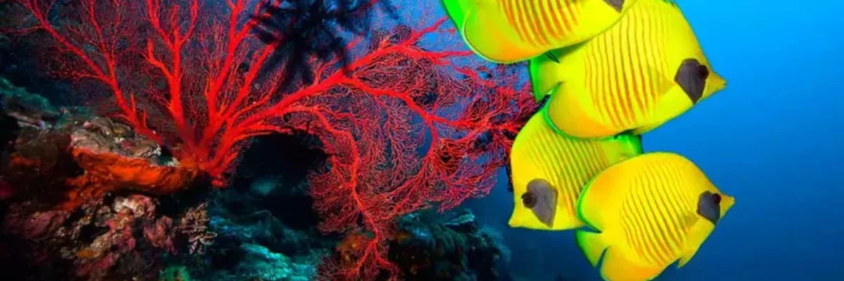 saona island snorkeling