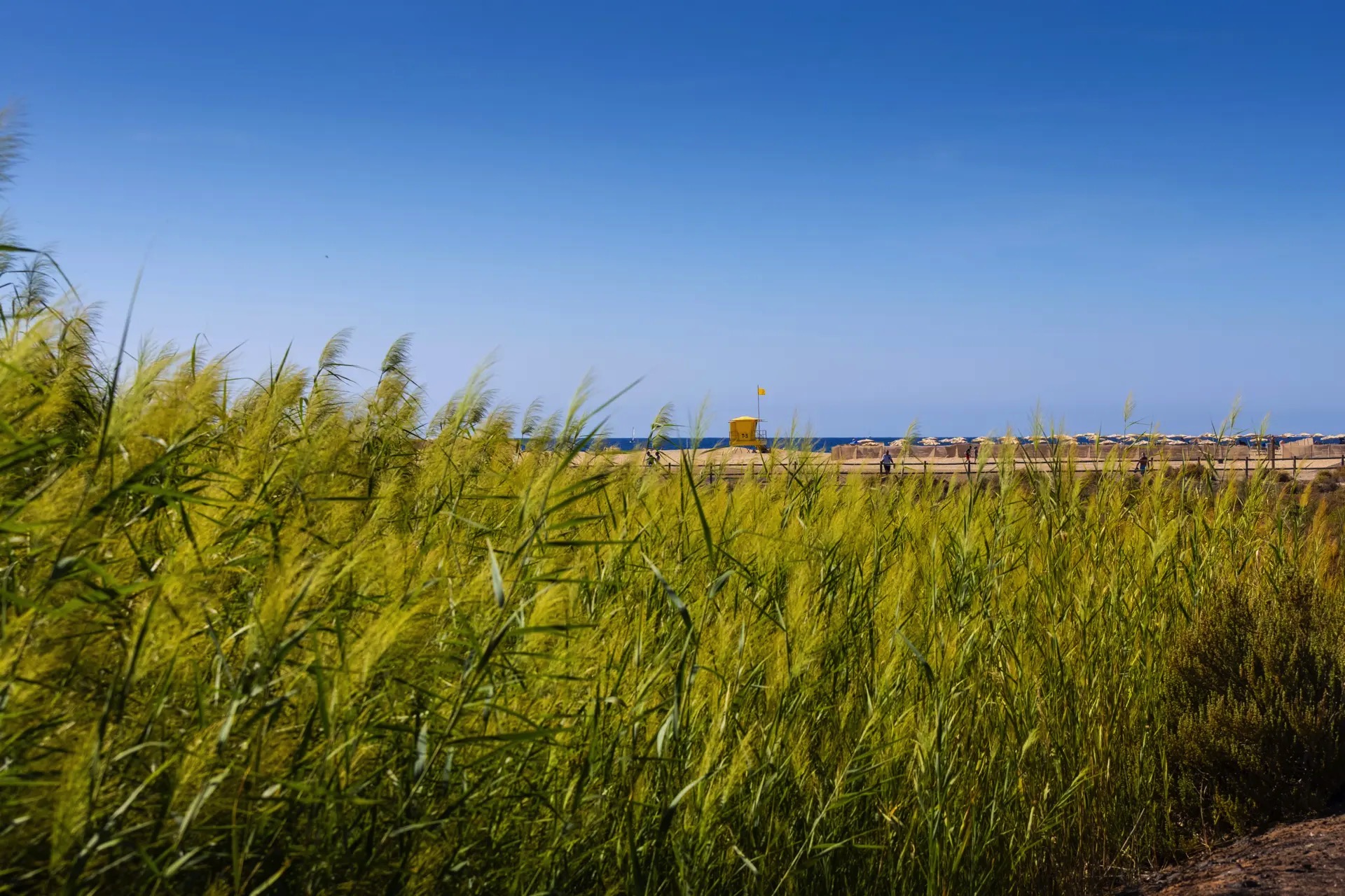 playa ifa altamarena fotos