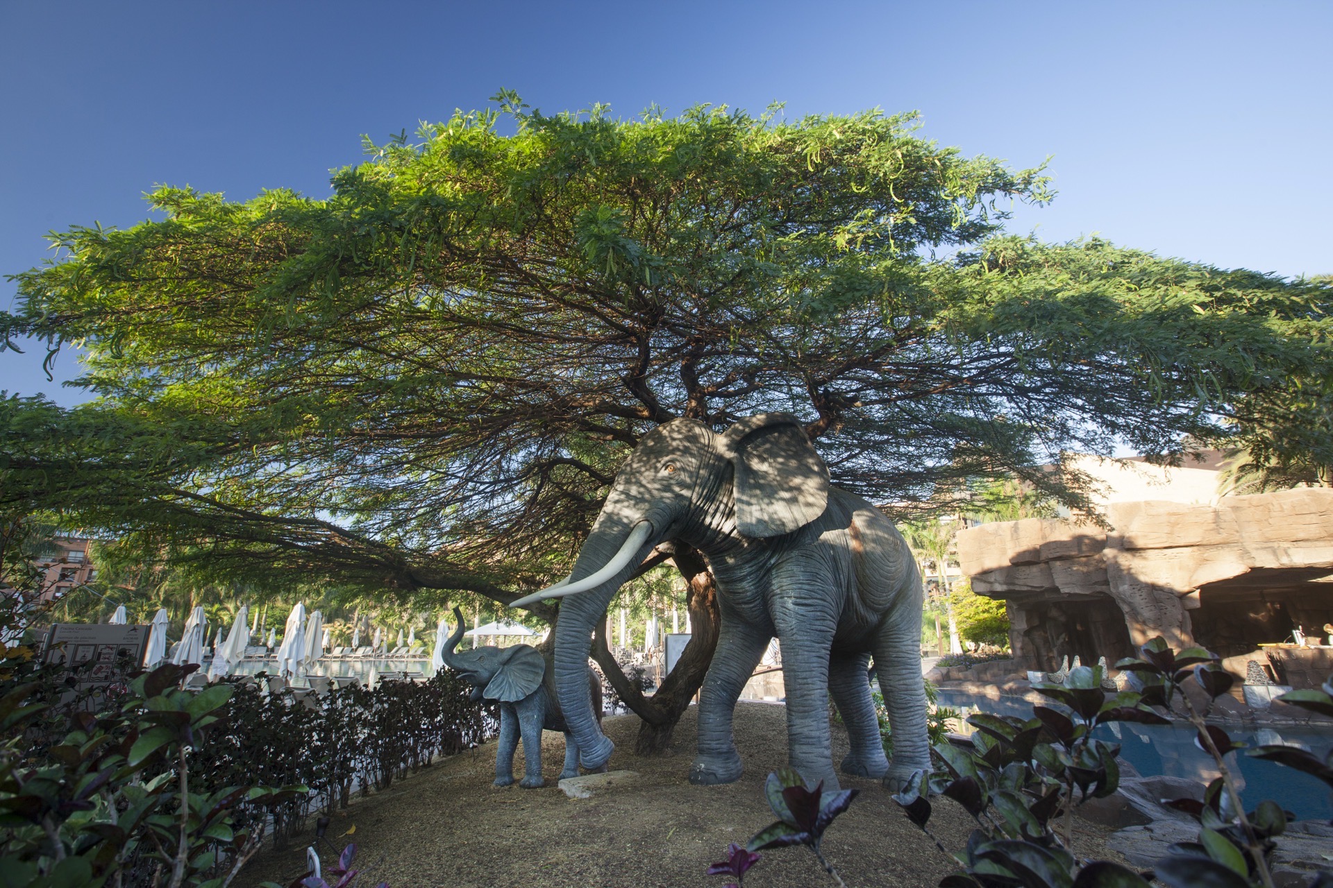 fotos tiere hotel lopesan baobab resort gran canaria