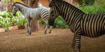 	Zebras at the hotel Lopesan Baobab Resort	