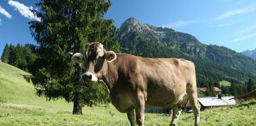 	Vaca en el exterior del hotel IFA Alpenhof Wildental	